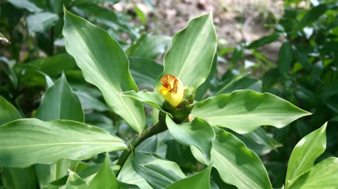 If this one leaf is eaten raw, the blood sugar level will decrease rapidly!!