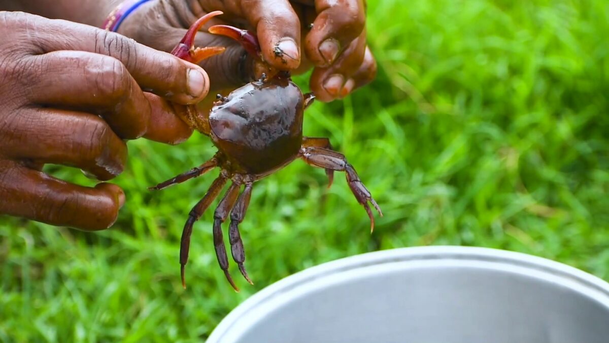 Cold Cough in 5 Minutes O Repelling Crab Juice!! If you do this everyone will like it!!