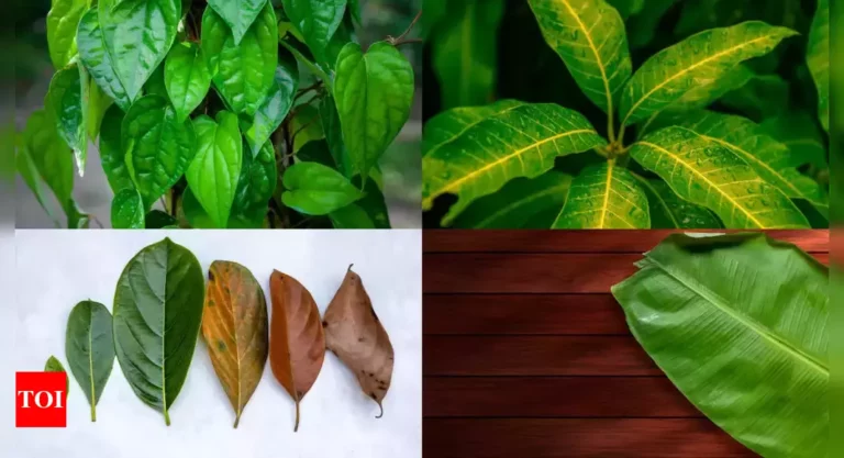 hey should not take the medicinal properties of Mavilai!!