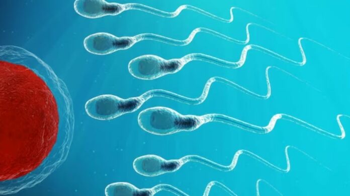 Try these 5 natural remedies to increase sperm count!!