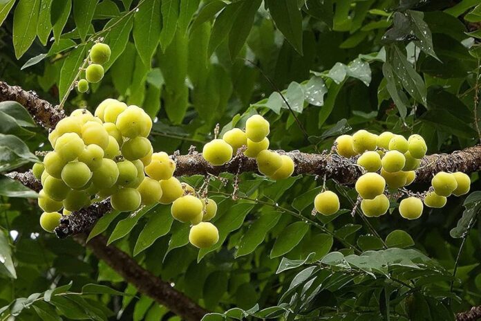 Gooseberry cures cold cough in one day!! How to make soup in it?