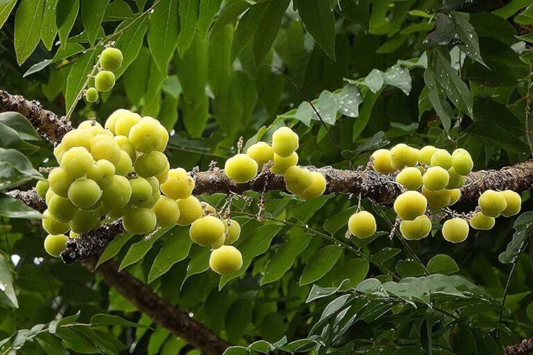 Gooseberry cures cold cough in one day!! How to make soup in it?