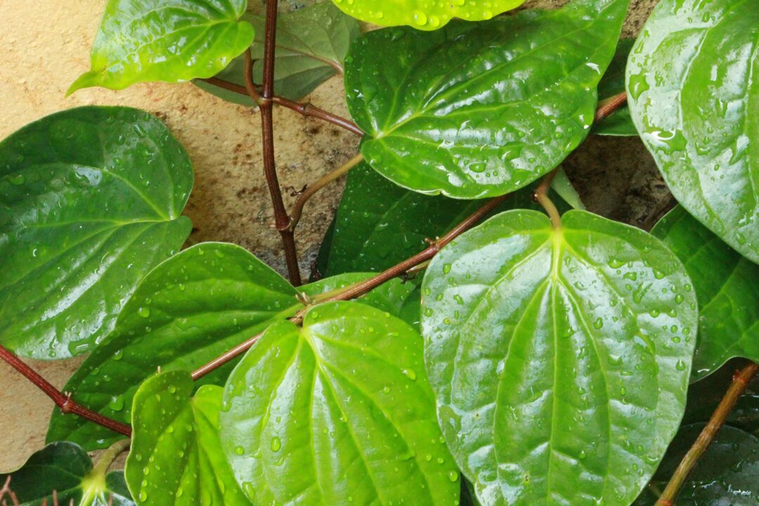 If you put this leaf on the chest, the thick phlegm will dissolve!! This is a powerful patty remedy!!