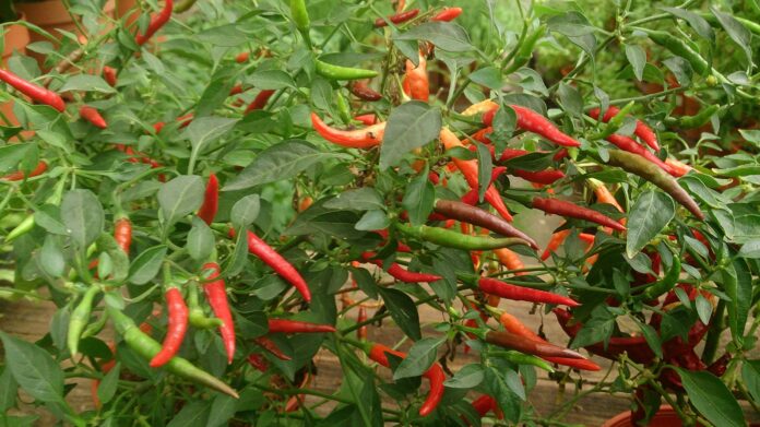 To get rid of cockroaches.. no chemical medicine!! One green chili is enough!!