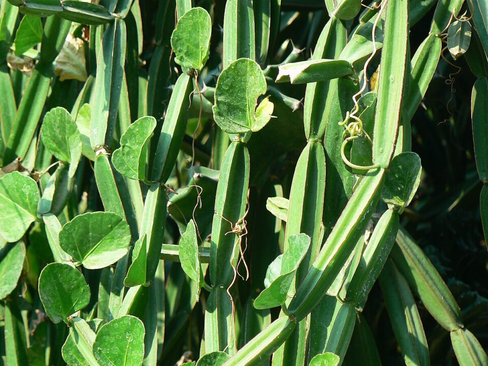 Do you know which disease is treated with brandy root? Must know!!