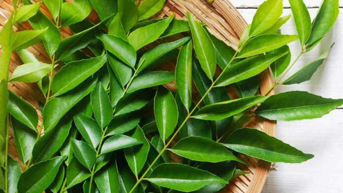 Secret Medicinal Benefits of Curry leaves when eaten!!