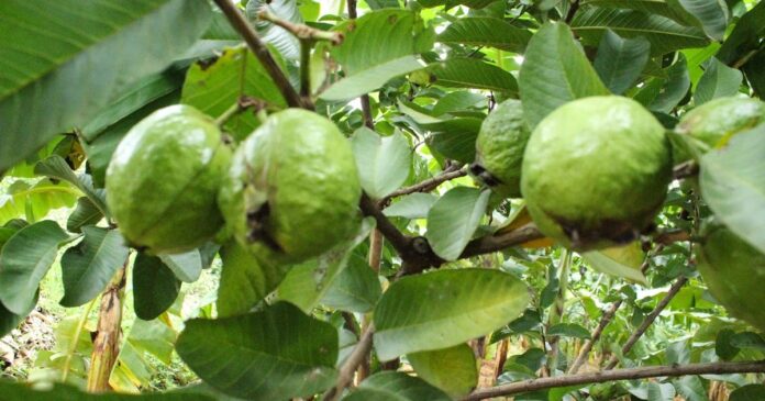 Give up the guava fruit.. Do you know about the miracles that happen to the body by boiling its leaves and drinking them?