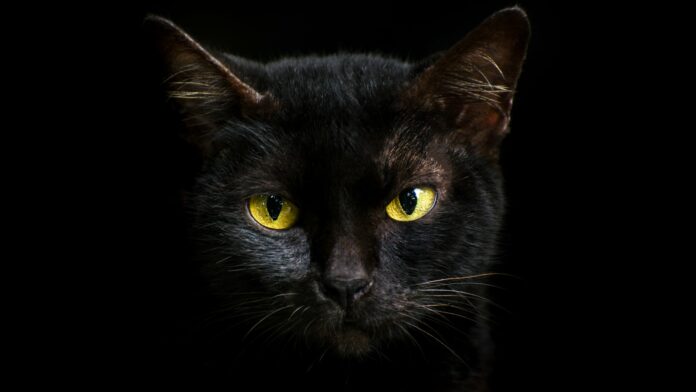 Is a black cat crossed a bad omen? Won't things work out? Know what the truth is!!