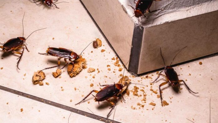 Do you have a rat cockroach infestation at home? Do this to get rid of it permanently!!