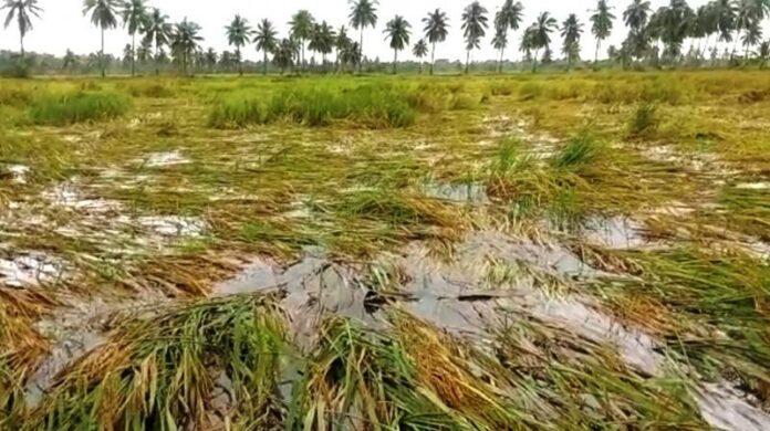 EPS insists that the rain-affected paddy crops should be visited quickly and appropriate relief provided!!