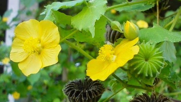 From Piles to Jaundice.. One groundnut leaf is enough!! All diseases will go away!!