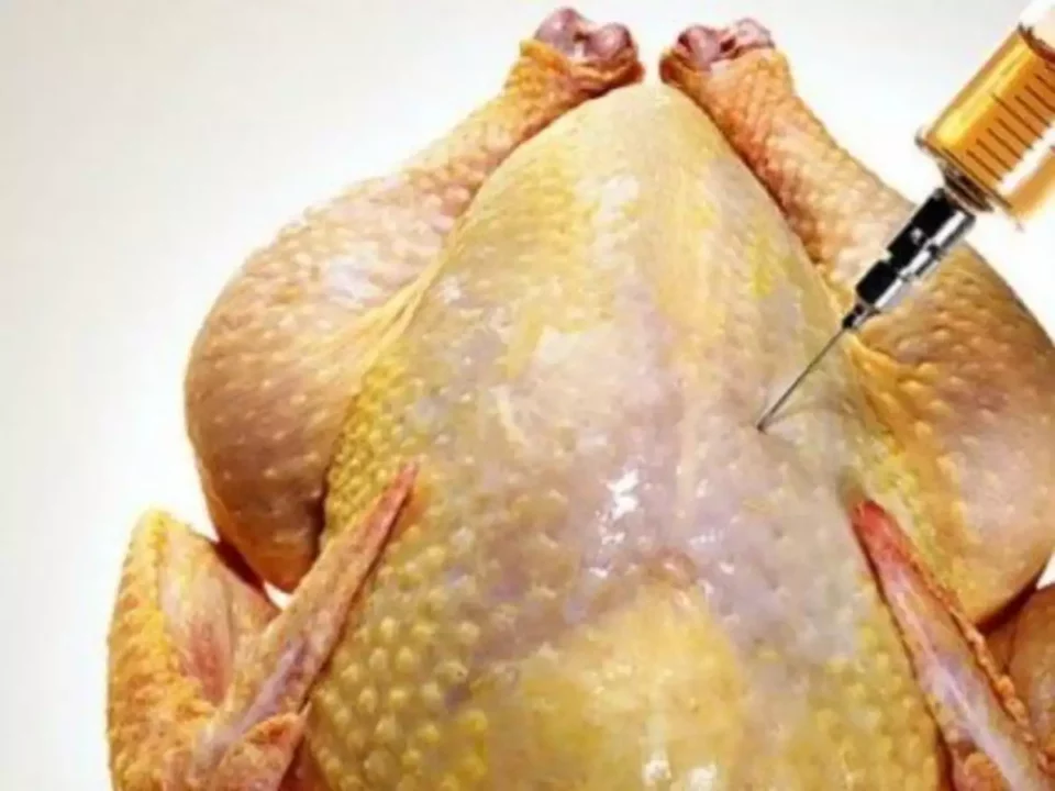 Eating broiler chicken can prevent cancer!! Be careful people!!