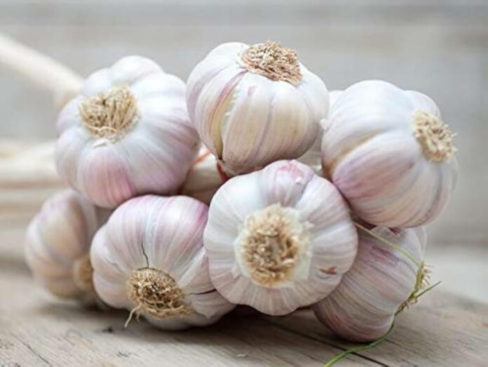 A clove of "garlic" is the cure for severe joint pain!! Use it like this once!!