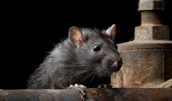 Want to get rid of mice hiding in the corners of your house? So try these tips!!