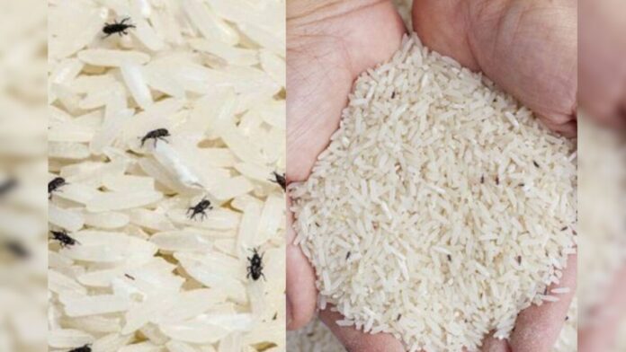 Put this one thing to prevent the beetle worm from coming in the rice!!