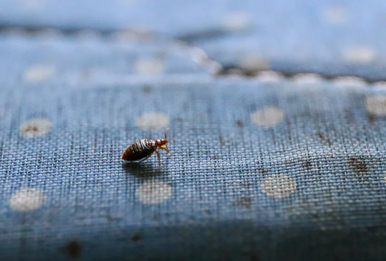 Are bed bugs grazing in bed and clothes? Here are tips to help you get rid of it!!