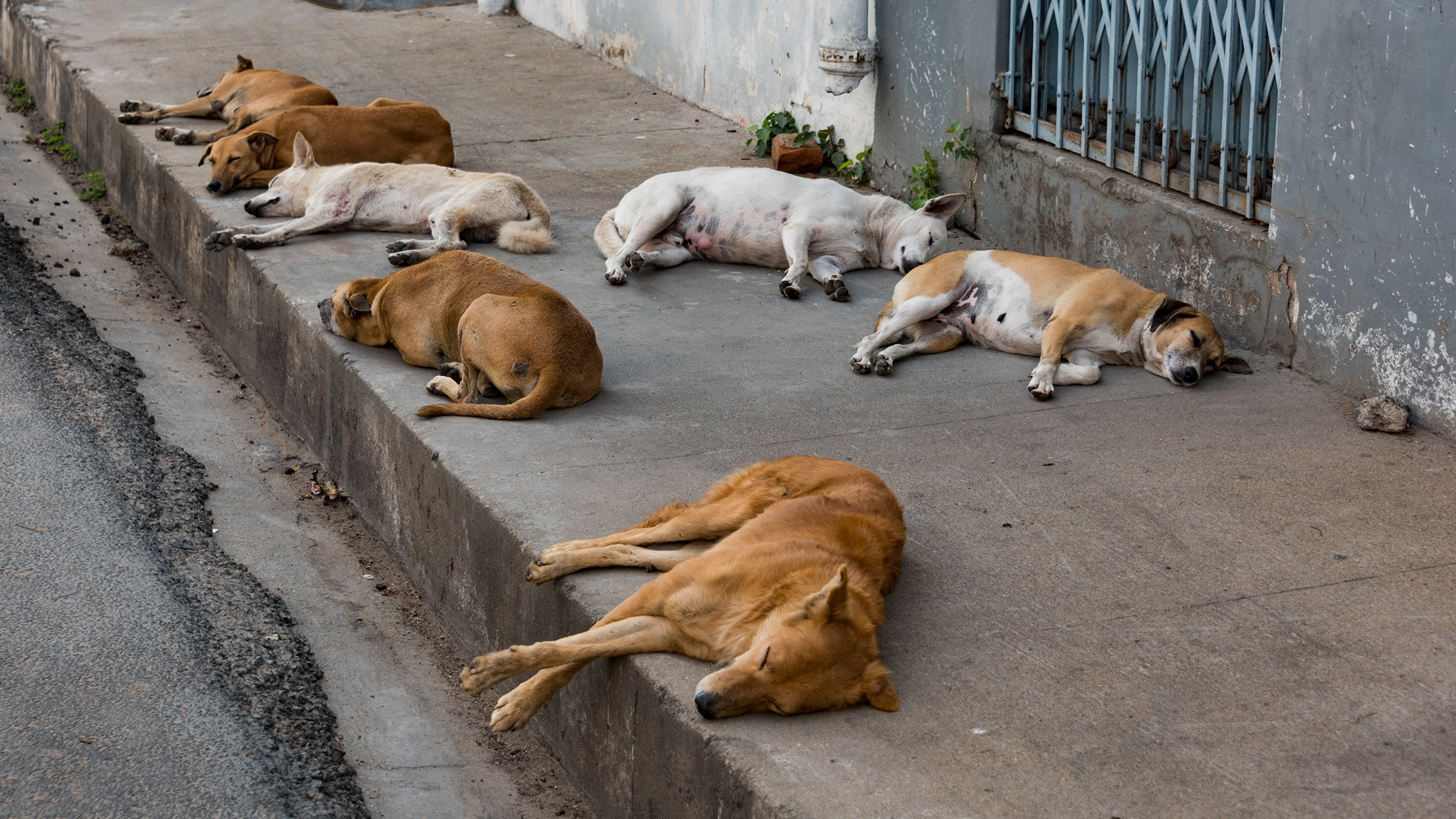 Tragedy happened in Madurai!! 32 people died after being bitten by dogs!!