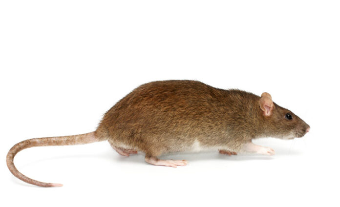 Rats have eaten 5,500 kg of ration rice!! Government officials shocked!!