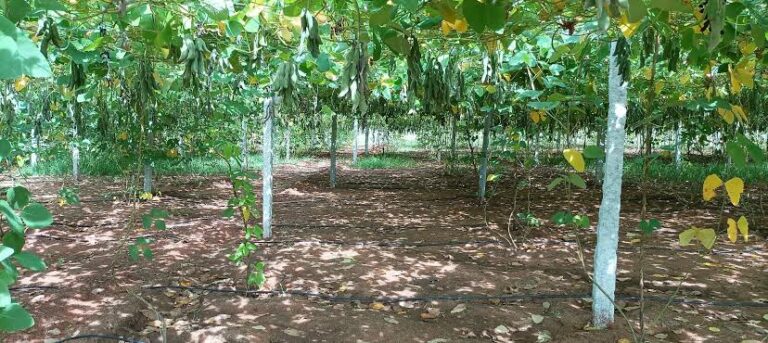 ஆண்மை குறைபாட்டை நீக்கும் பூனைக்காலி எனும் வயாகரா!! இதை எப்படி பயன்படுத்துவது?