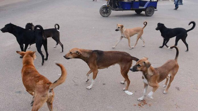 Tragedy caused by stray dogs!! Tamil Nadu Govt introduced new draft policy..