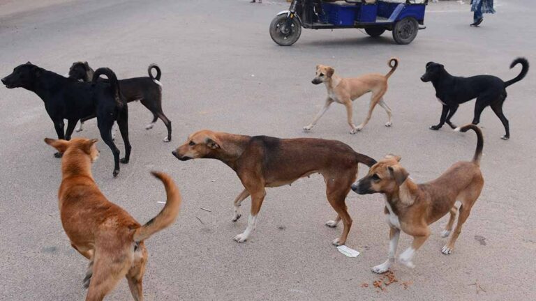 Tragedy caused by stray dogs!! Tamil Nadu Govt introduced new draft policy..