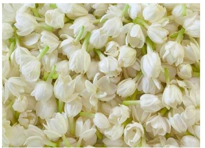 Jasmine is sold at the price of gold!! Price per kg is Rs.7500!!