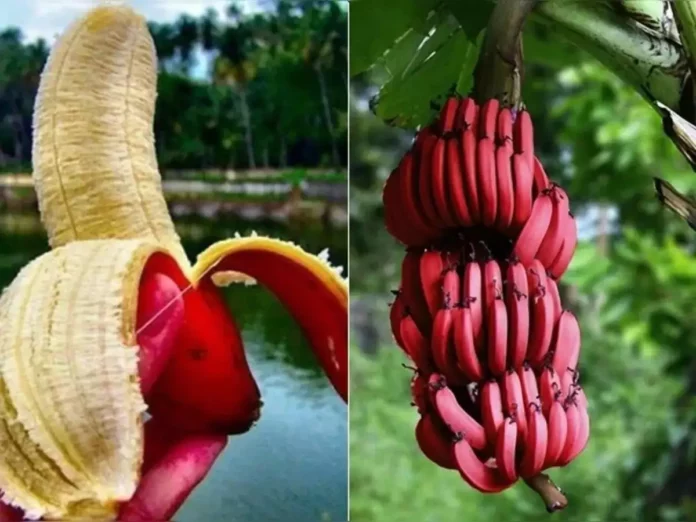 To avoid life-long infertility problem.. eat only one banana!!