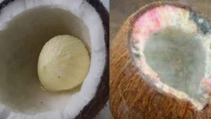 How the sacred coconut is broken gives fruit!! Does rotting cause harm?