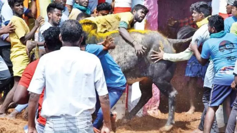 Difficulty in ambulance service due to VIP cars in Palamedu Jallikattu!!