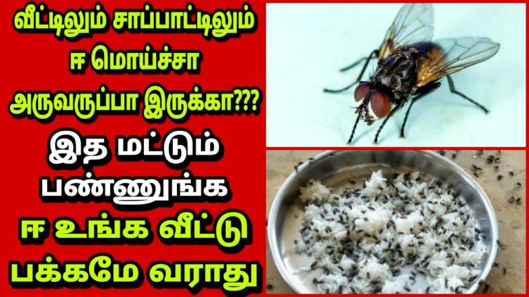 வீட்டில் ஈ தொல்லை தாங்க முடியலையா? ஒரு ஸ்பூன் உப்பை இப்படி பயன்படுத்தினால் இனி வராது!!