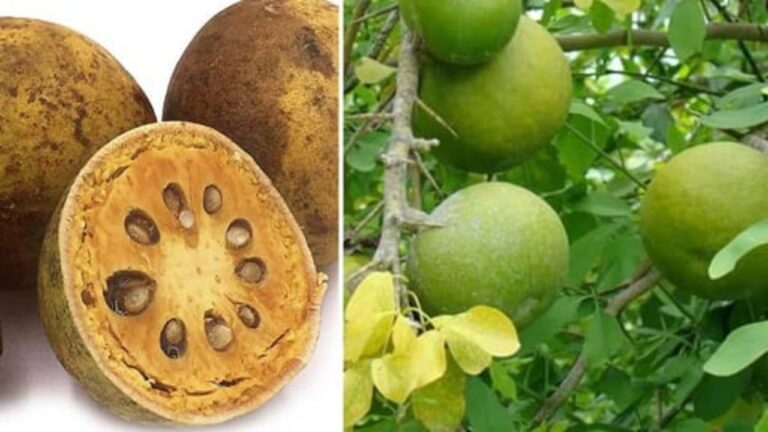 அடடே சூப்பர்.. இந்த பழத்தில் நாட்டு சர்க்கரை சேர்த்து சாப்பிட்டால் இத்தனை நோய்கள் குணமாகுமா?