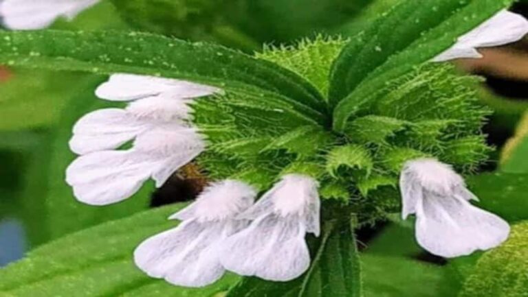 துன்பத்தை போக்கும் தும்பை பூ.. இந்த நோய்களை எல்லாம் அடிச்சி தூக்கும் பெஸ்ட் மருந்து இது மட்டுமே!!