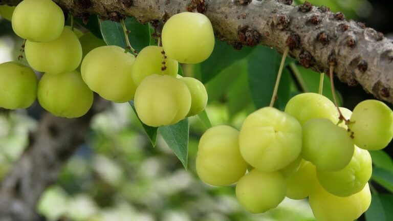 பெரு நெல்லி Vs சிறு நெல்லி.. உடல் ஆரோக்கியதத்திற்கு இரண்டில் எது பெஸ்ட் தெரியுமா?