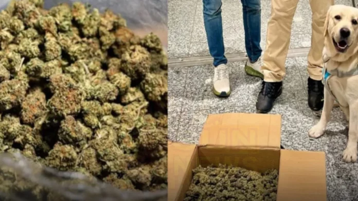 Uttar Pradesh woman arrested for carrying high-grade ganja at Chennai airport