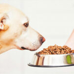 How to feed dogs and other animals and its benefits!!