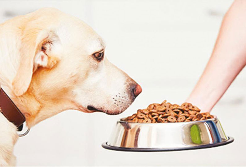 How to feed dogs and other animals and its benefits!!