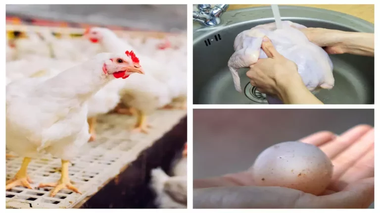 Can bird flu spread to humans!!Can we eat chicken? Don't you?