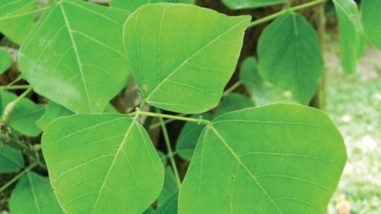ஆண் பெண் மலட்டு தன்மையை துரத்தி அடிக்கும் கல்யாண முருங்கை!! இதில் சூப் செய்து குடித்து பலன் பெறுங்கள்!!