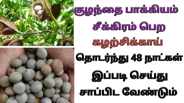 மாதவிடாய் கோளாறு நீர்க்கட்டி பிரச்சனையை போக்கும் கழற்சிக்காய் எனும் அற்புத மருந்து!!