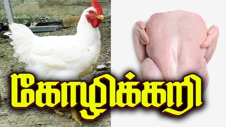 பிராய்லர் கோழிக்கு ஹார்மோன் ஊசி போடுறாங்களா? இந்த இறைச்சியில் இத்தனை நன்மைகள் இருக்கா!!