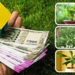 know-if-these-plants-are-in-front-of-your-house-money-problems-will-surely-come