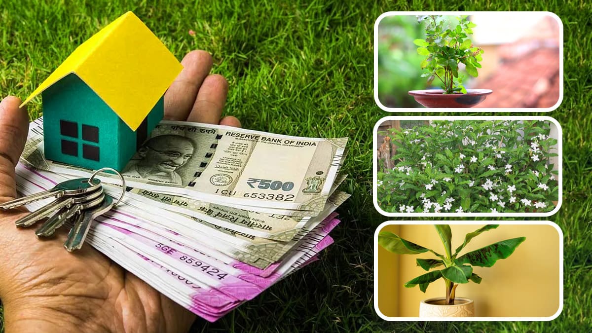 know-if-these-plants-are-in-front-of-your-house-money-problems-will-surely-come