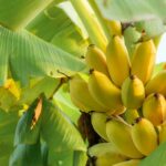 Are you growing banana and henna plants in your home!! Then definitely watch this post!!