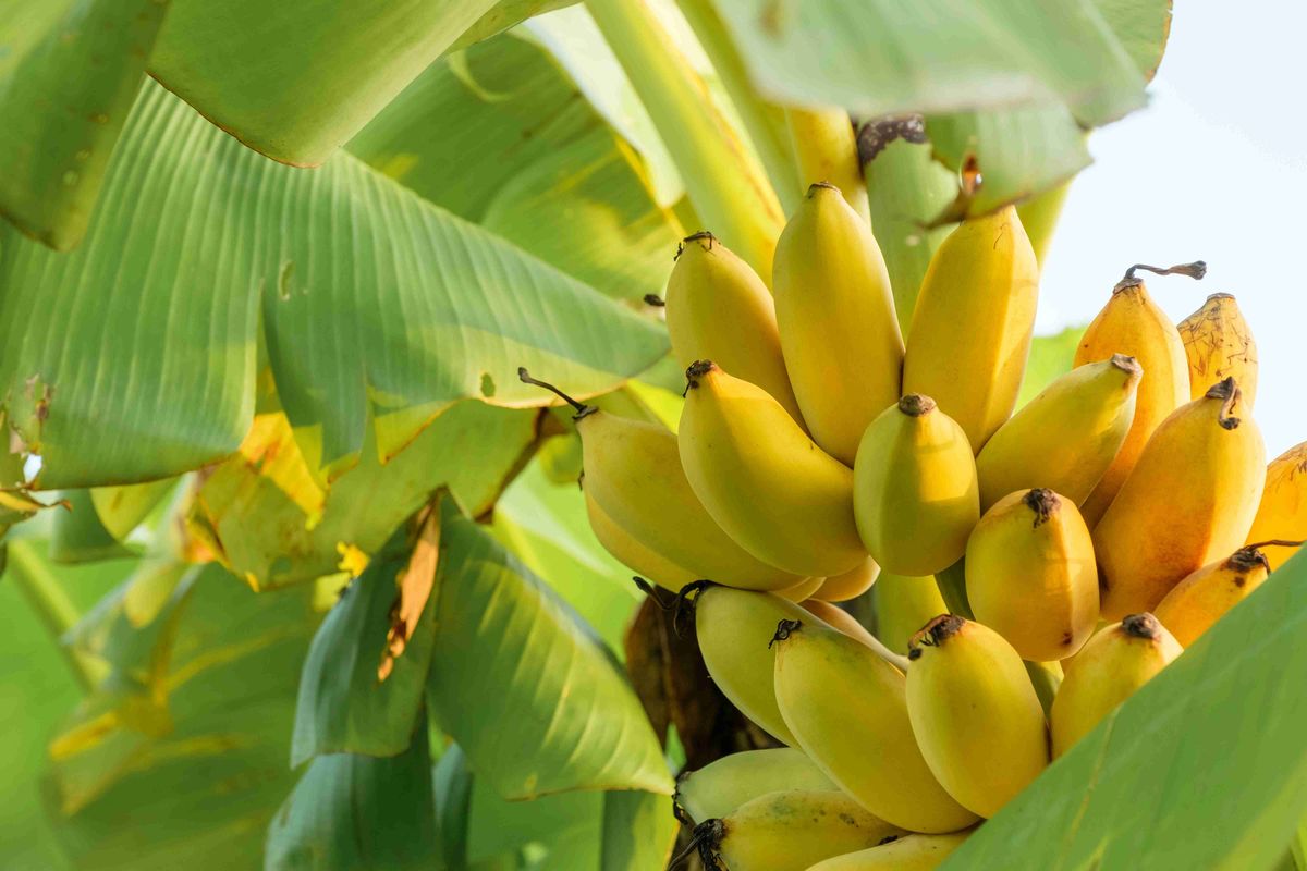 Are you growing banana and henna plants in your home!! Then definitely watch this post!!