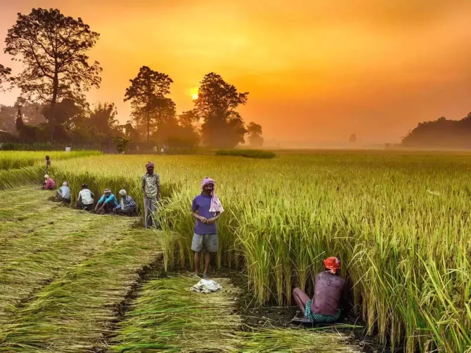 Good news for farmers!! Govt ready to help rice harvest!!