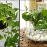 Are you thinking of growing a money plant at home!! Then know which direction to put it!!