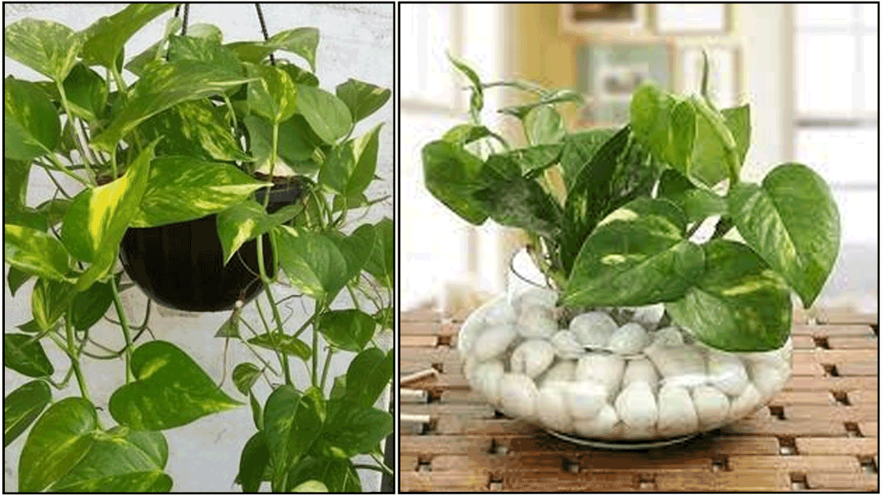 Are you thinking of growing a money plant at home!! Then know which direction to put it!!