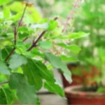 Has Tulsi plant sprouted spontaneously in your house!! Then know what it means!!