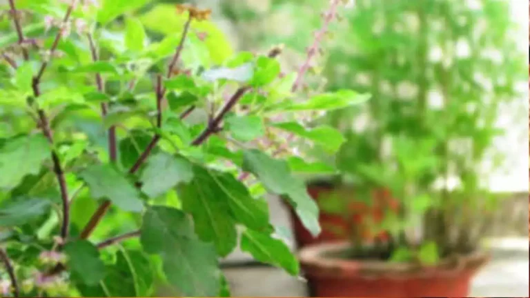 Has Tulsi plant sprouted spontaneously in your house!! Then know what it means!!