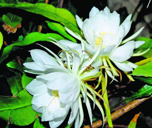 மிகுந்த அதிர்ஷ்டத்தை தரக்கூடிய வாஸ்து செடிகள்..!! வாசனை மலர் செடிகள்..!!